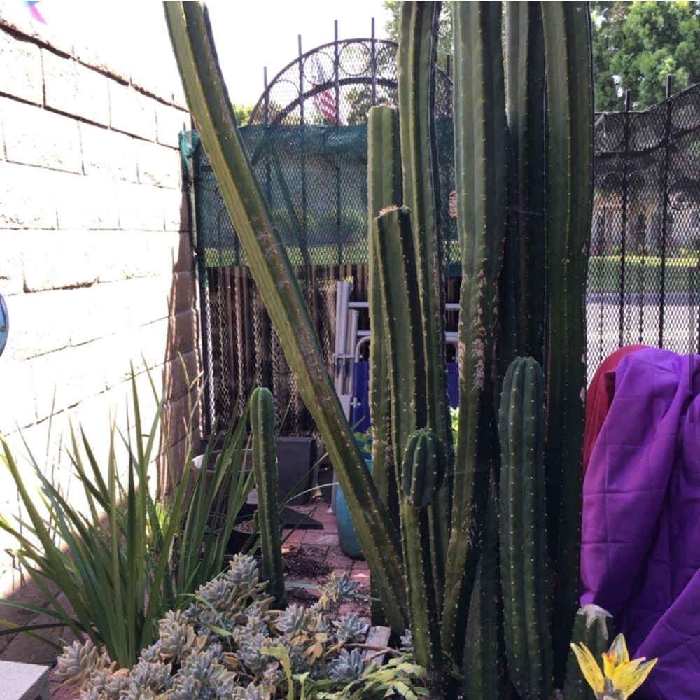 10” San P cactus. (Listing edited)
